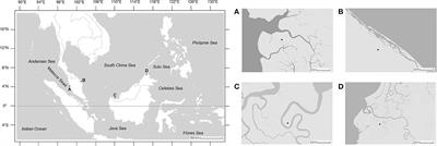 Intra- and Interspecific Variation in Sexual Dimorphism Patterns of Mud Crab Genus Scylla Along the Equatorial Region